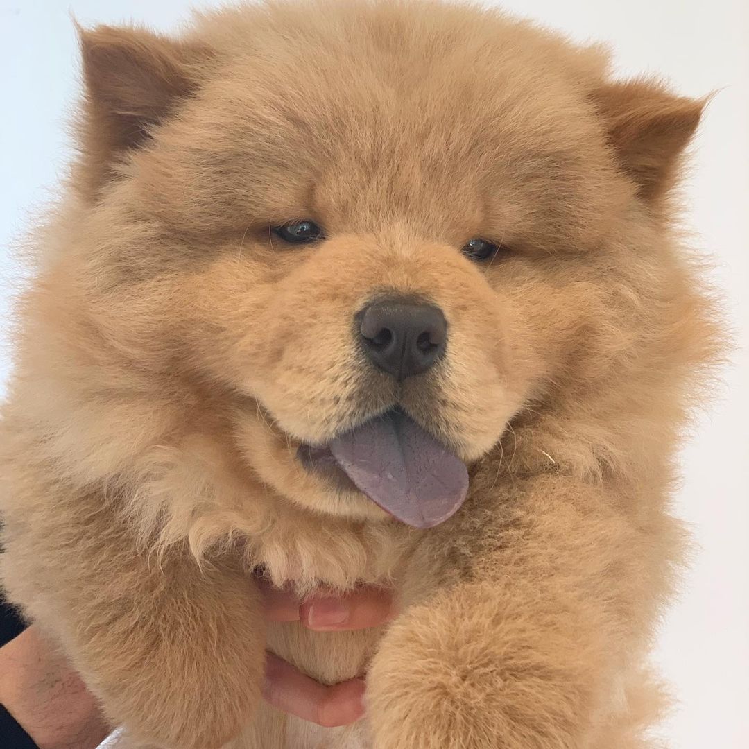 BEAR (1)