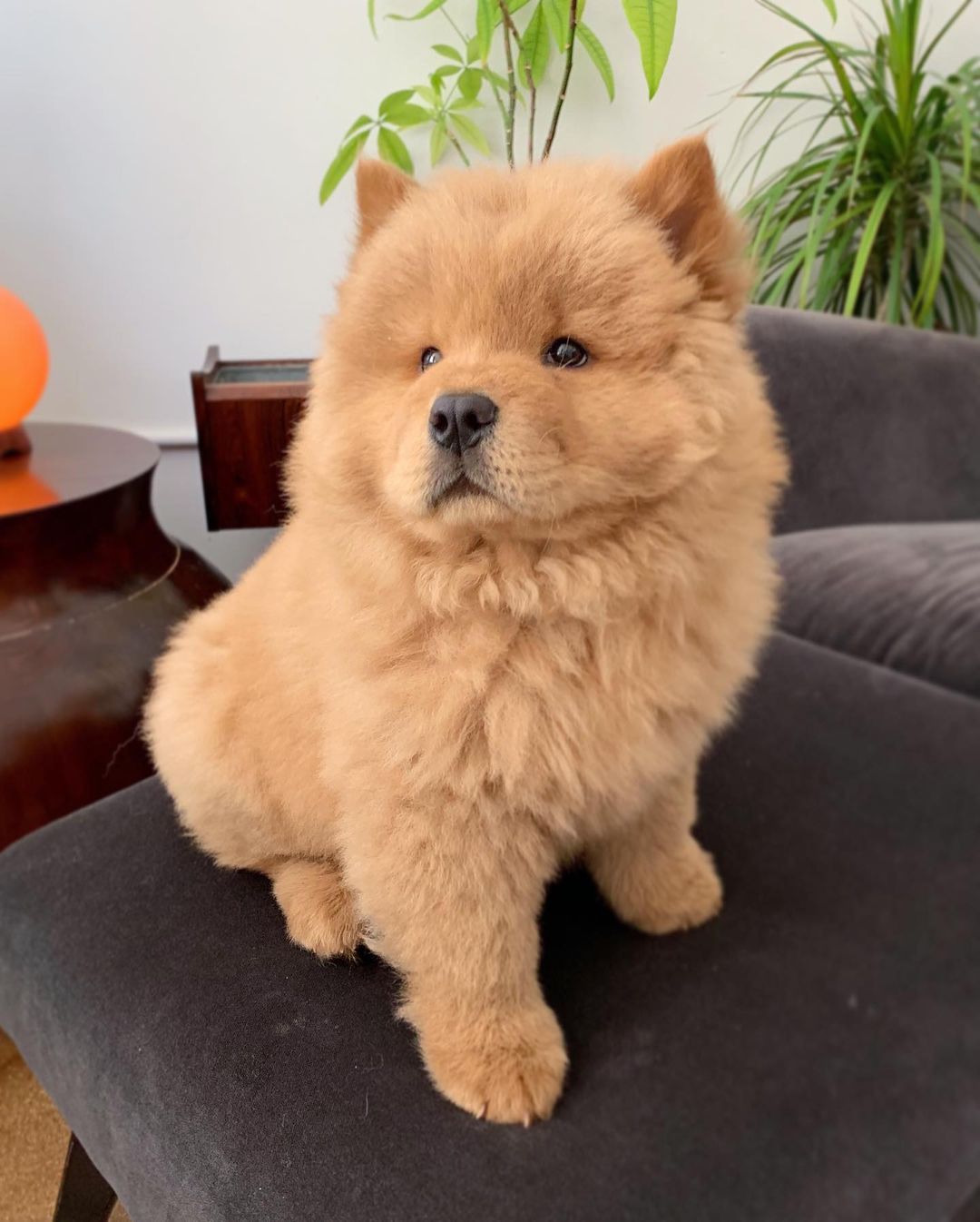 BEAR (6)
