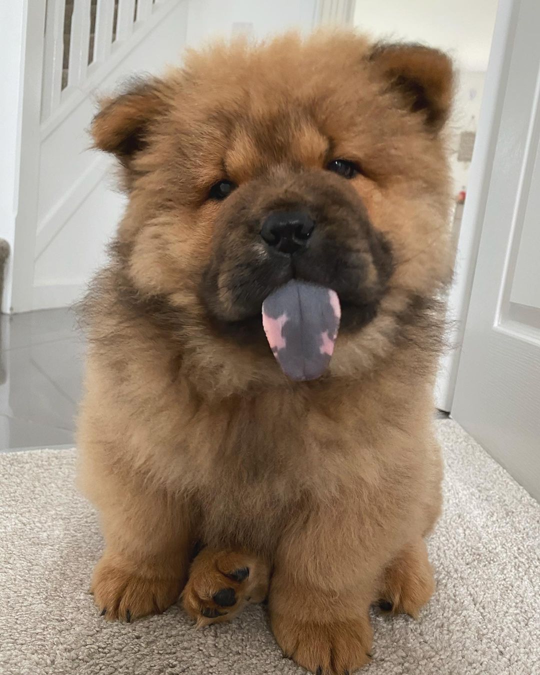 SIMBA (1)