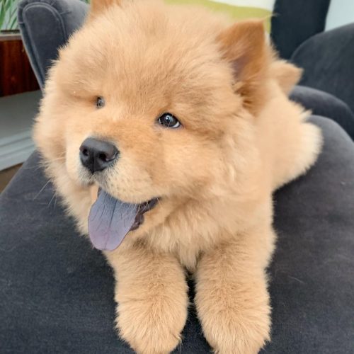 BEAR (8)