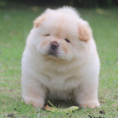 Thor (2)